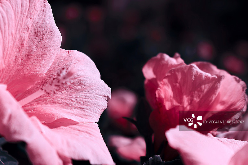 美丽的粉红色木槿花在自然上，在柔和的明暗背景，宏观。优雅惊艳的艺术形象。图片素材
