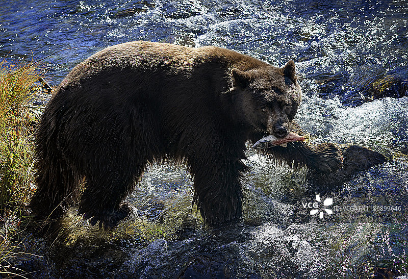 令人惊奇的特写黑熊和鲑鱼在泰勒溪，南太浩湖图片素材