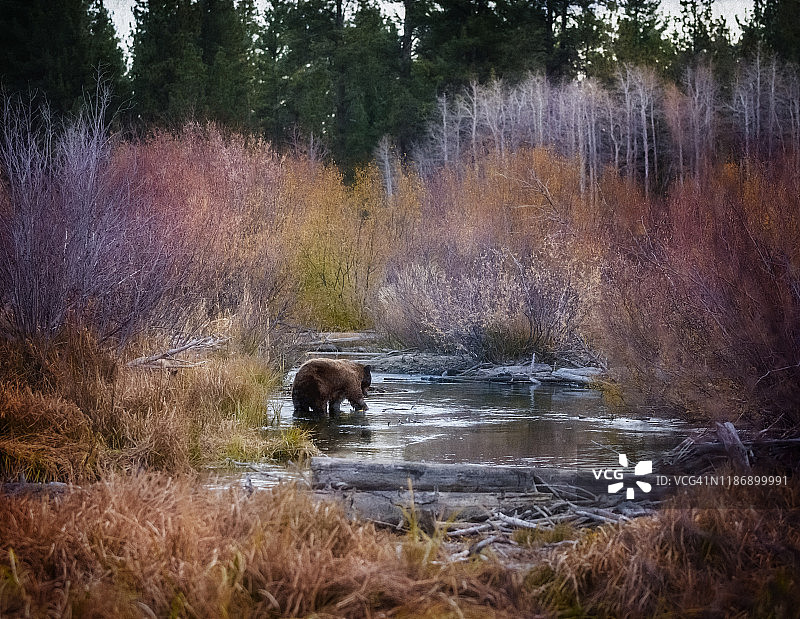 秋天的场景和黑熊在池塘日出在泰勒溪，南太浩湖图片素材