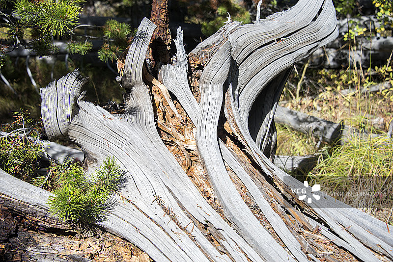 老树干-黄石国家公园图片素材