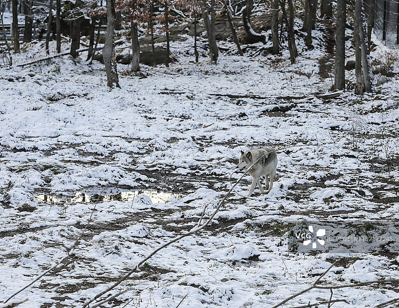 加拿大魁北克的灰太狼图片素材