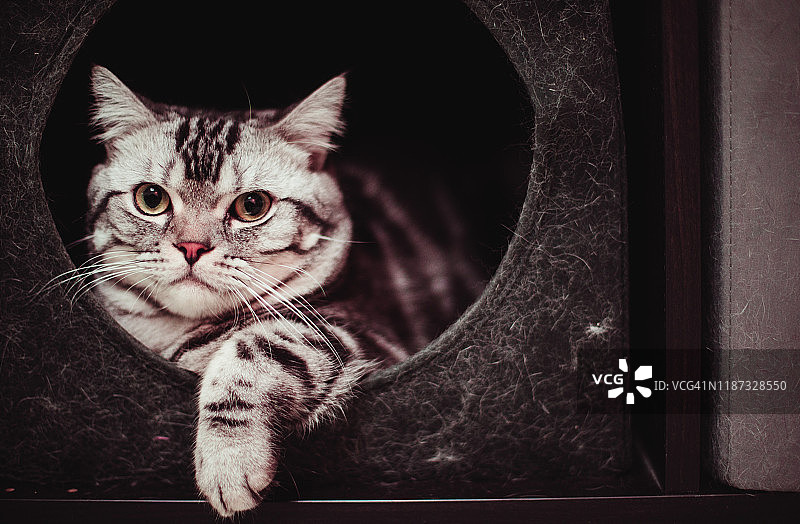 可爱的美国短毛条纹猫在抽屉里休息图片素材