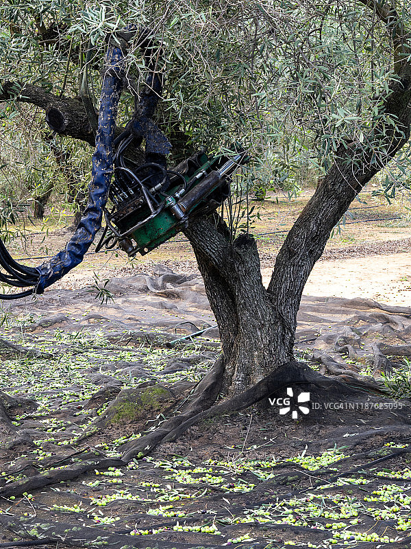 在田间用机械收割橄榄。图片素材