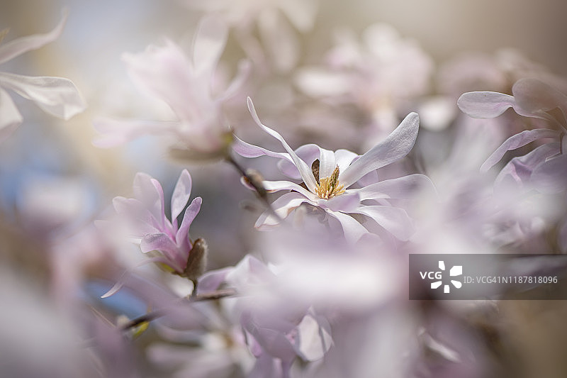 特写的春天开花的白玉兰花，有时称为星形玉兰图片素材