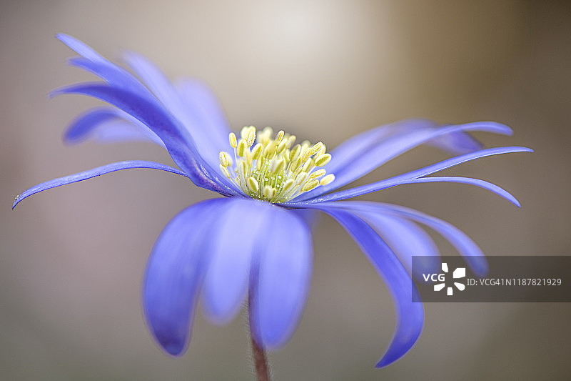 这是一幅春季盛开的银莲花的特写照片，它的蓝色花朵也被称为冬季的风之花图片素材