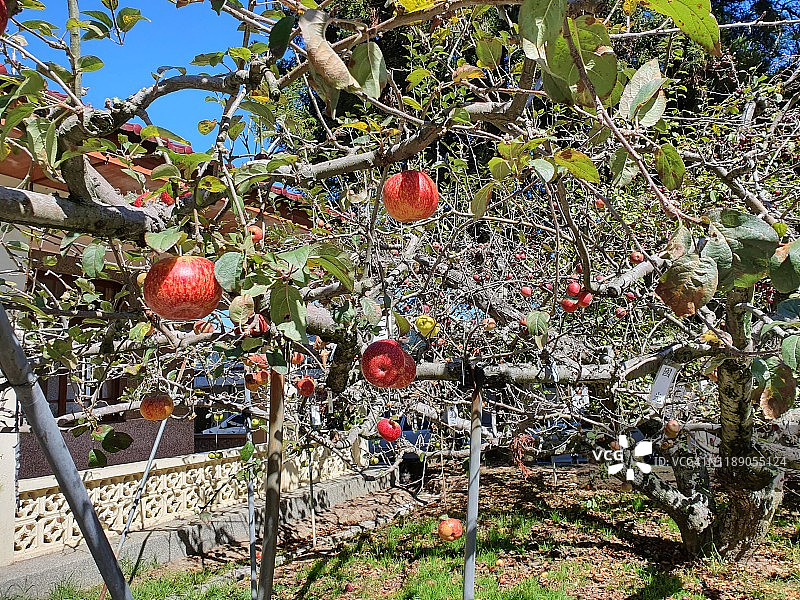 苹果树,台湾图片素材