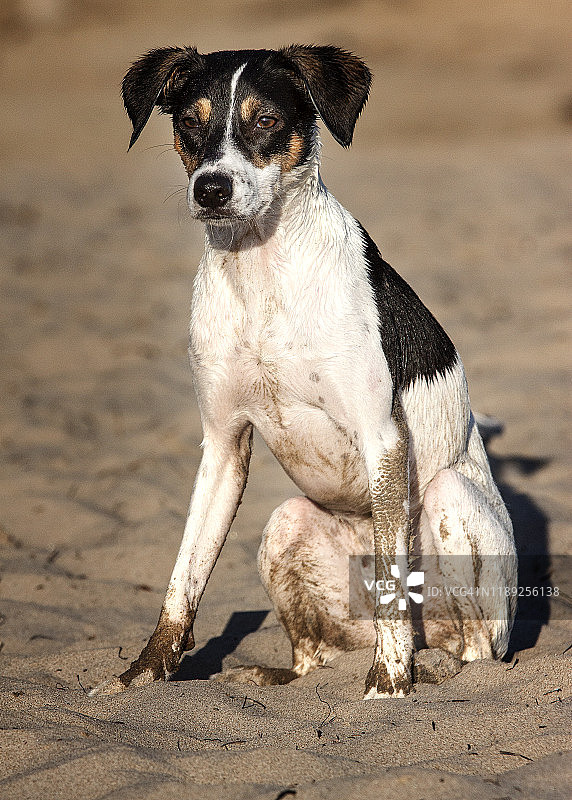 一只年轻的小狐犬满身沙子，疲惫地坐在沙滩上图片素材