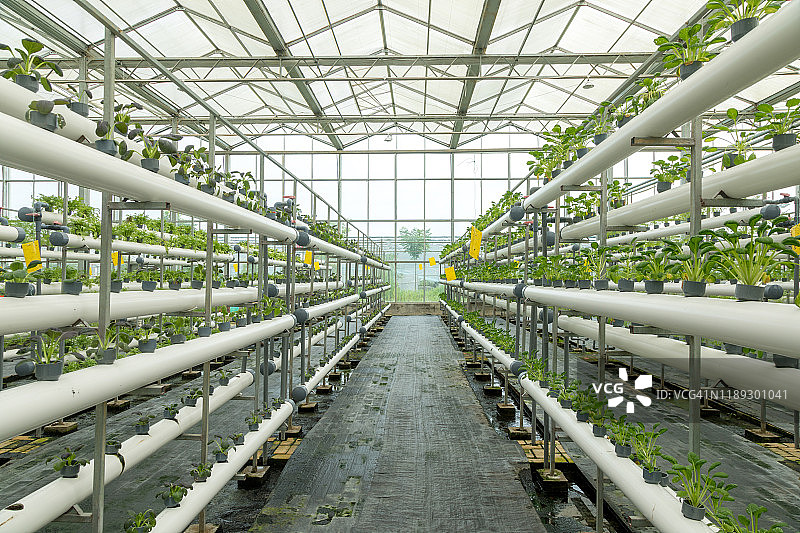 蔬菜生长在温室里图片素材