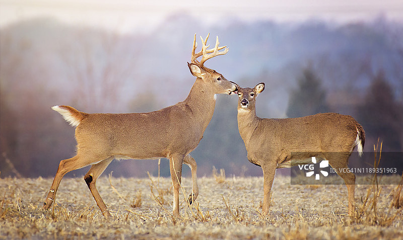 宾夕法尼亚州埃克斯顿公园，雄鹿亲吻雌鹿的甜蜜场景图片素材
