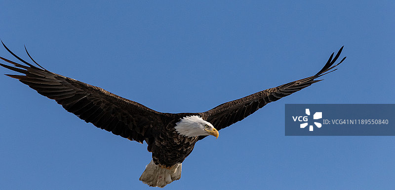 白头鹰展翅飞翔在晴朗的蓝天图片素材