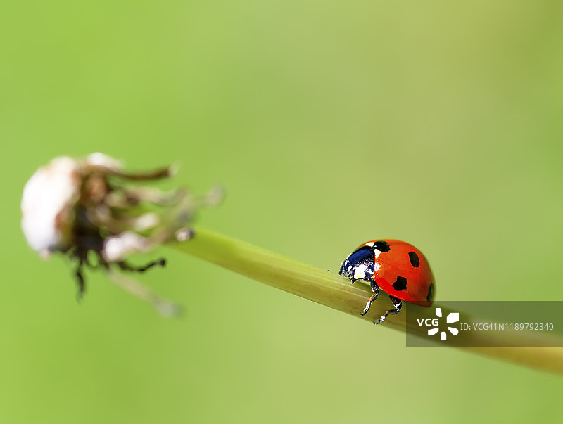 瓢虫爬在蒲公英花上。图片素材