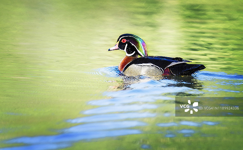 色彩斑斓的雄性木鸭在美丽的绿色和蓝色的春天游泳图片素材