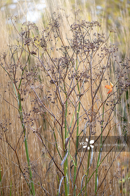 特写图像的冬季茎小茴香粗俗的“巨人青铜”茴香在冬季花园图片素材