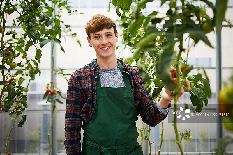 微笑的男性在温室里抱着西红柿图片素材