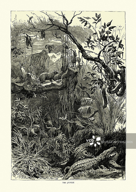 描述19世纪的印度丛林图片素材