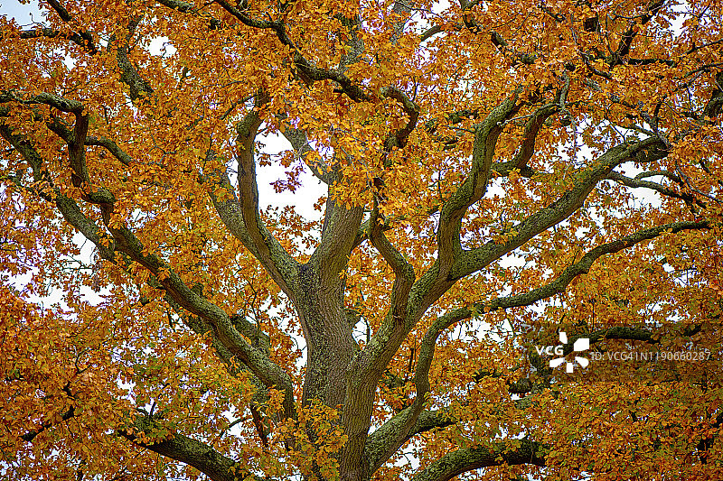 一种美丽的英国橡树，也被称为栎属，有着秋天的青铜色叶子图片素材