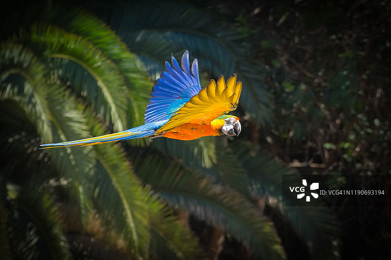 五颜六色的金刚鹦鹉在天空湛蓝的树林中飞翔。Ara ararauna物种图片素材