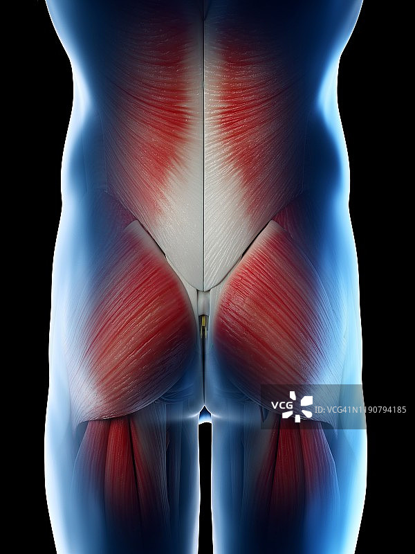 男性臀部肌肉，插图图片素材