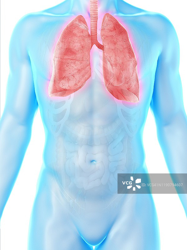 肺解剖学、插图图片素材