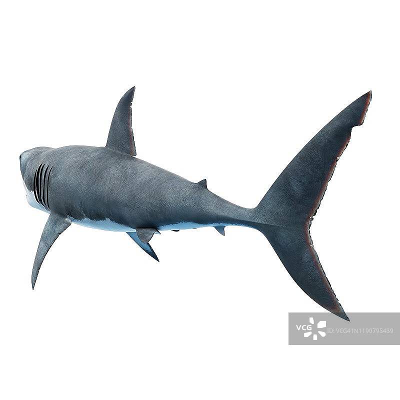 大白鲨，插图图片素材
