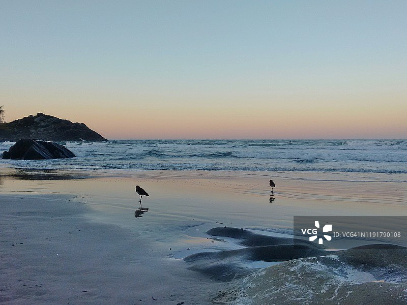 巴西圣卡塔琳娜，弗洛里亚诺波利斯，马塔迪罗海滩上的鸟图片素材
