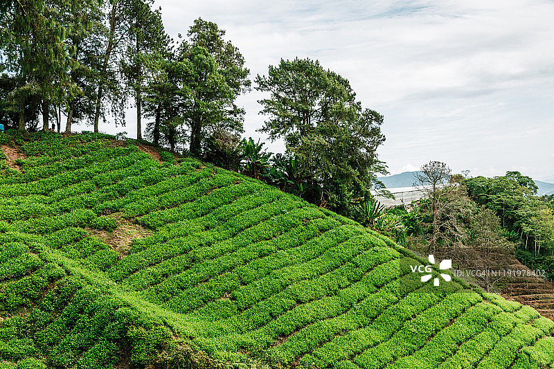山坡上有一排排绿色的茶树图片素材