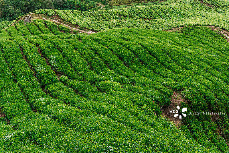 一排排绿色的茶树图片素材