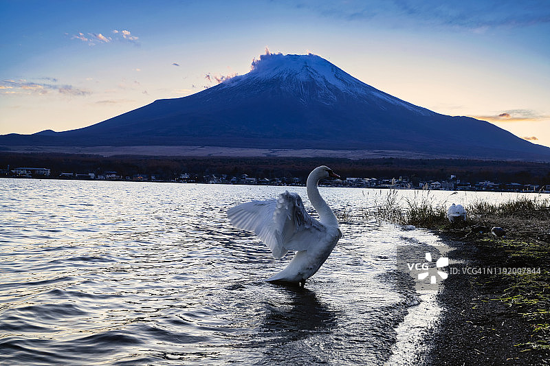 以富士山为背景的山中湖白天鹅，日本山梨县。图片素材