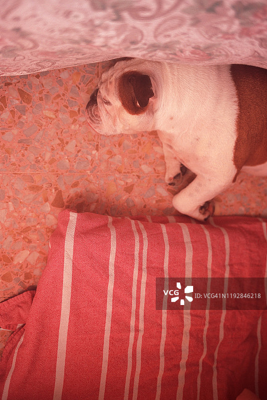 斗牛犬在优雅的织物地板上休息图片素材