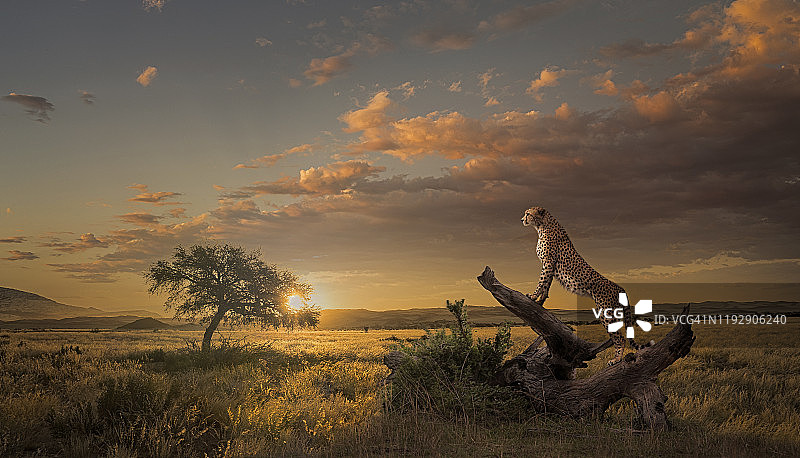 猎豹在日落时分图片素材