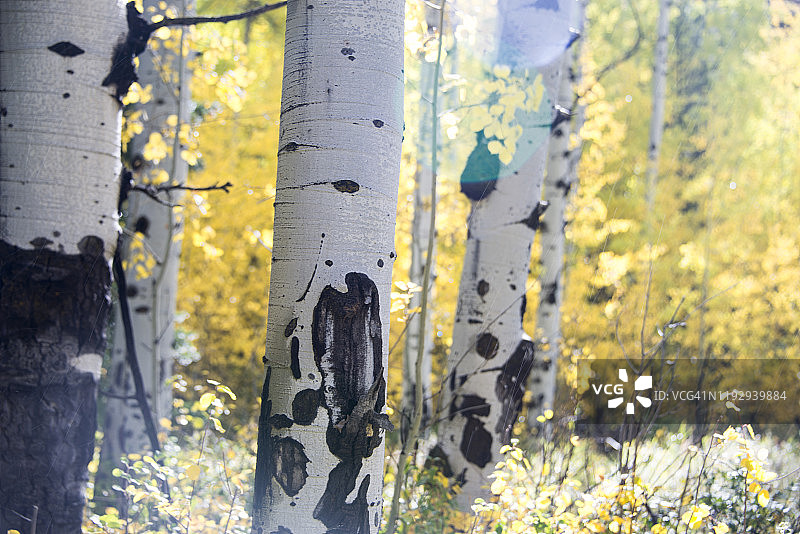 大提顿国家公园-秋天的白杨树图片素材