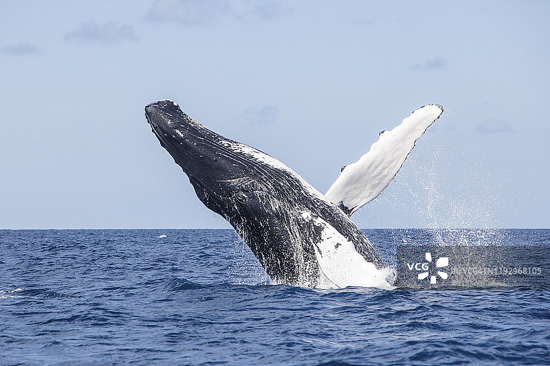 一只座头鲸从加勒比海的蓝色海水中跃出。图片素材