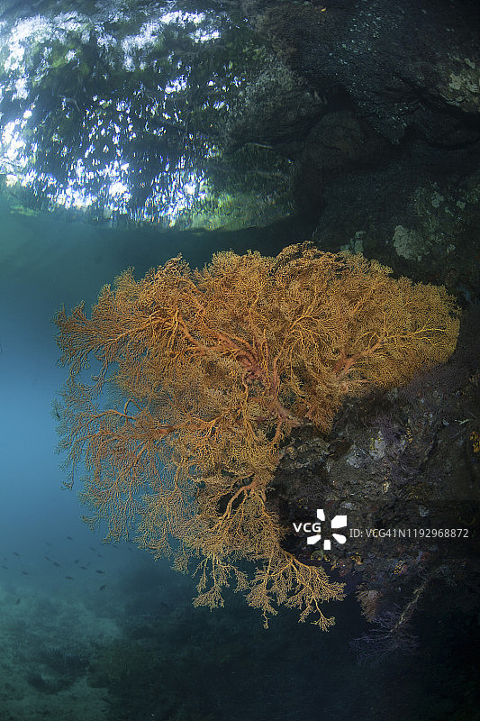 印度尼西亚拉加安帕的珊瑚礁上健康的珊瑚。图片素材