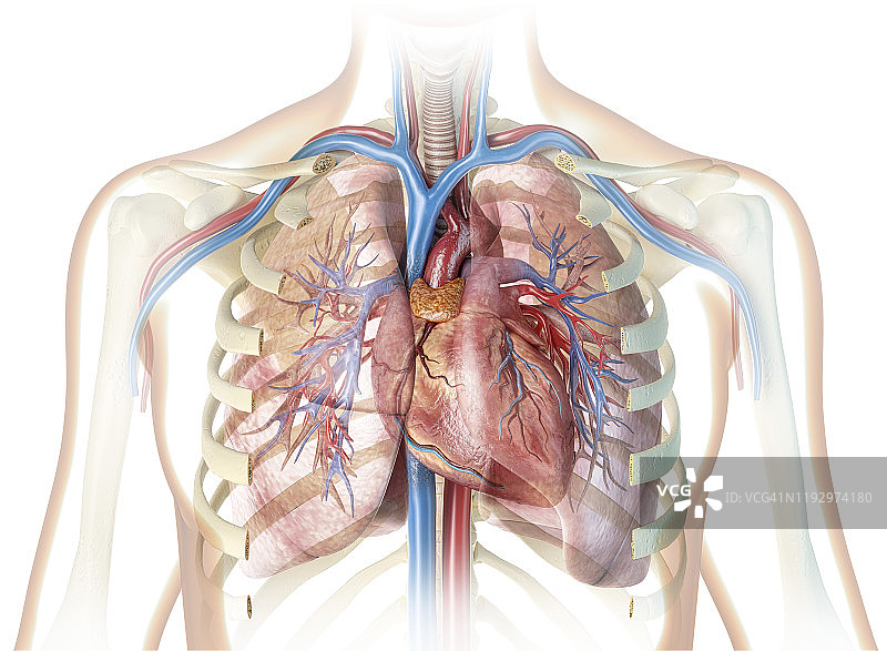 有血管的心脏和切开的胸腔，在白色背景上。图片素材