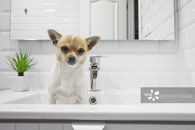 狗在浴室水槽里图片素材