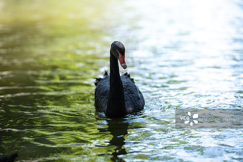 一只黑色的天鹅在绿色的水池中游泳。图片素材