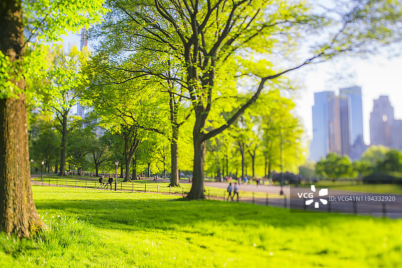 5月11日，在美国纽约中央公园，一棵大树映入眼帘。图片素材