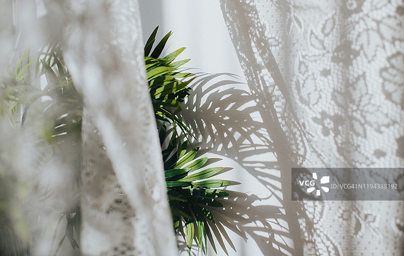 室内植物和窗帘图片素材