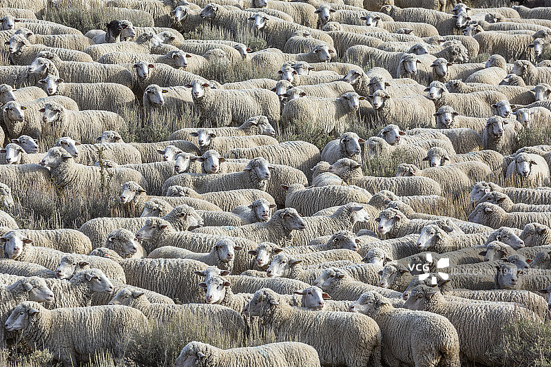 美国爱达荷州凯彻姆的羊群图片素材