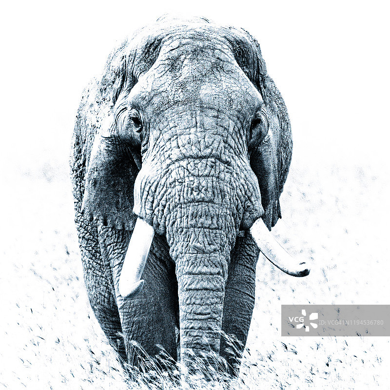2015年7月，坦桑尼亚恩戈罗戈罗的大象图片素材