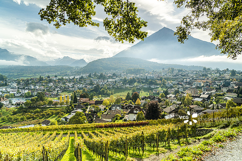 瑞士伯尔尼斯皮兹的秋天，一排排的葡萄园图片素材