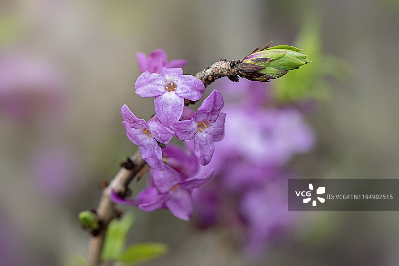 近距离拍摄美丽的春天盛开的瑞香紫色花朵图片素材
