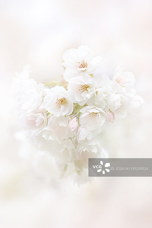 近距离拍摄的美丽的粉色和白色的樱花盛开的日本树图片素材