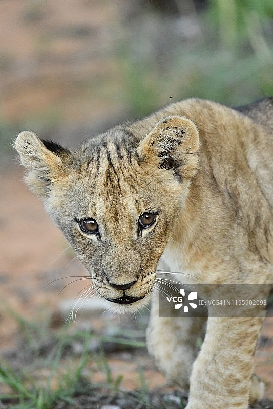 非洲野生狮子幼崽特写图片素材