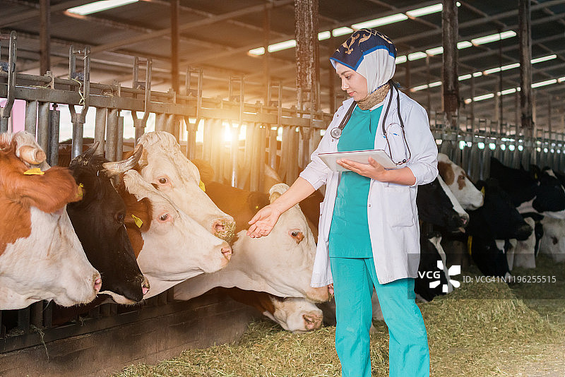 兽医妇女检查母牛进入谷仓图片素材