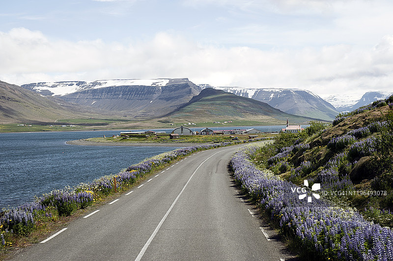 冰岛西峡湾Thingeyri附近的蜿蜒公路图片素材