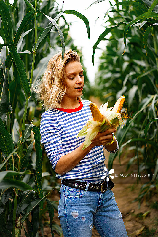 年轻女子在玉米地里剥了上衣捡玉米。图片素材
