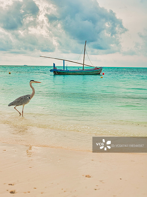 停泊在印度洋湾的船与鹤鸟在前景图片素材