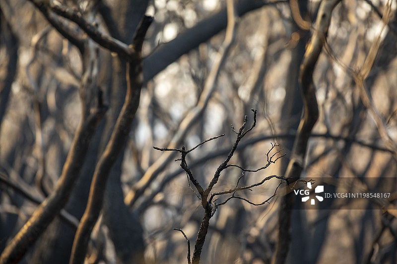 烧焦的树干和树枝的烧焦森林，在澳大利亚的野火图片素材