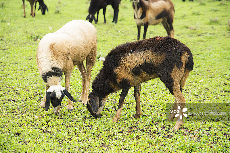 一群羊在印度吃草。图片素材